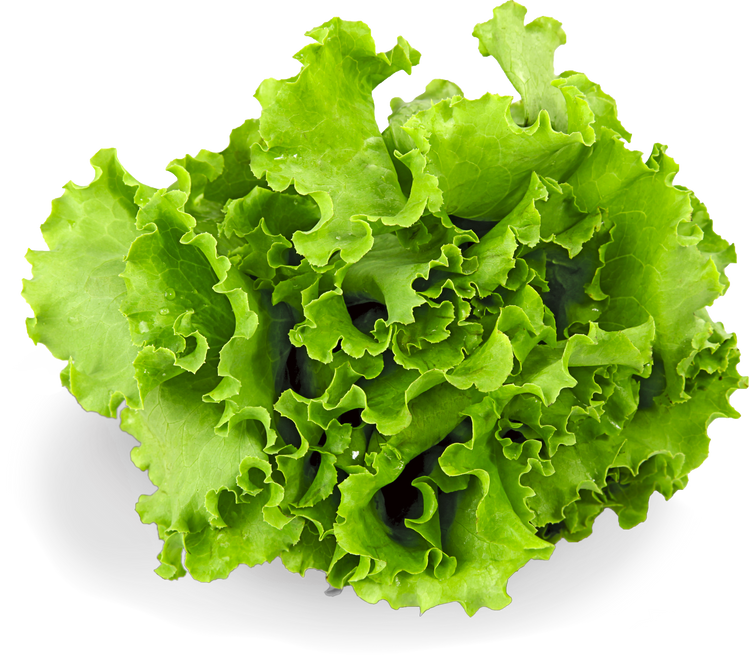 Butter Lettuce 2