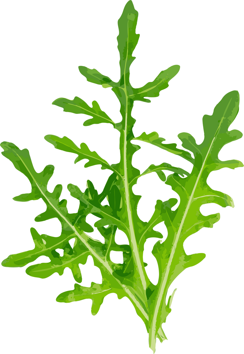 Arugula, Arugula, Ruccola Leaves, Rucola, Eruca or Roquette Salad